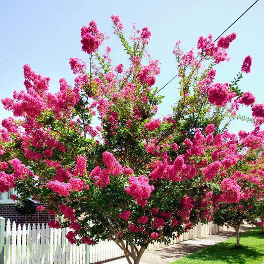 Lagerstroemia - Crape Myrtle