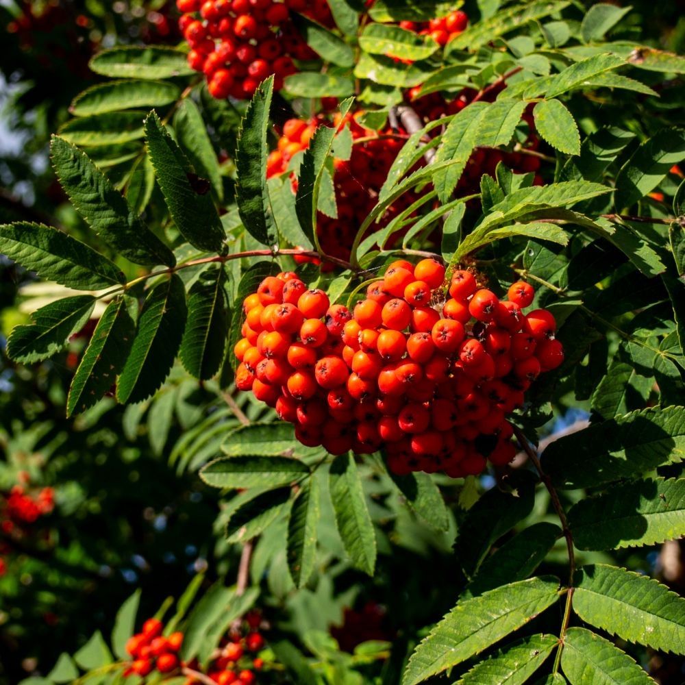 Mountain Ash