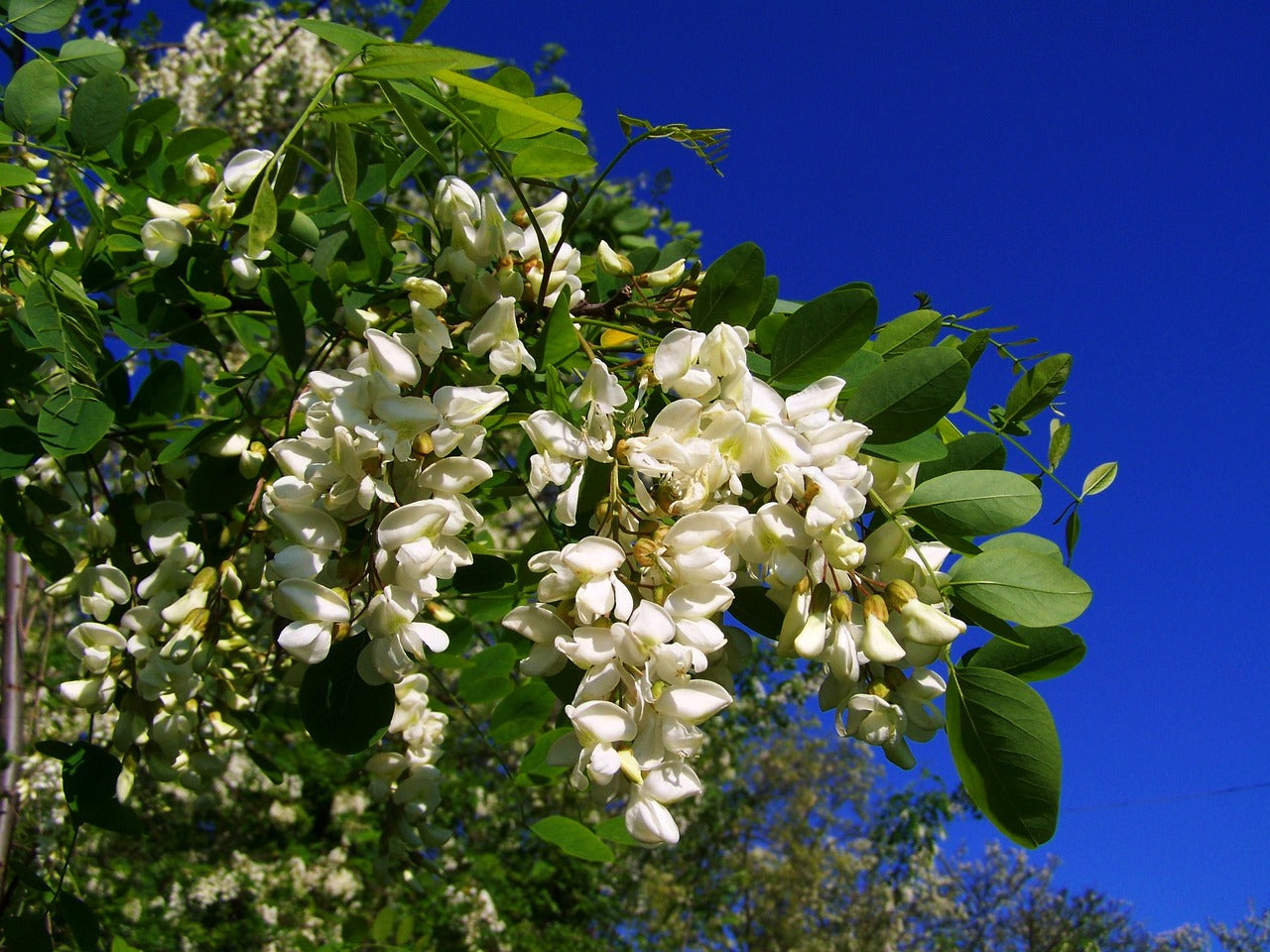 Falce Acacia sapling (Robinia pseudoacacia)