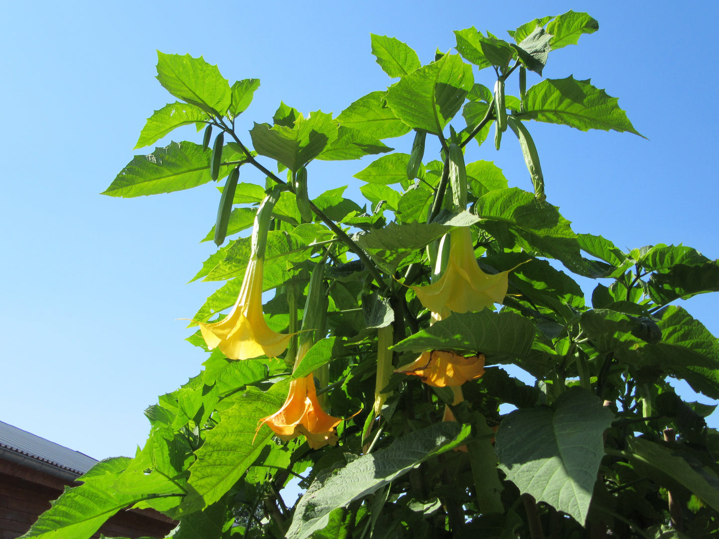 Brugmansia (Angel's Trumpet) - Exotic Fragrant Flowering Shrub
