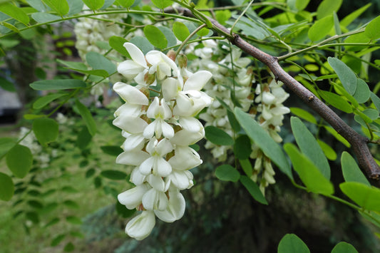 Falce Acacia sapling (Robinia pseudoacacia)