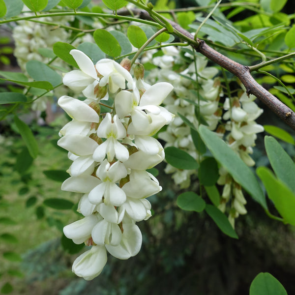 Falce Acacia Locust tree sapling (Robinia pseudoacacia)