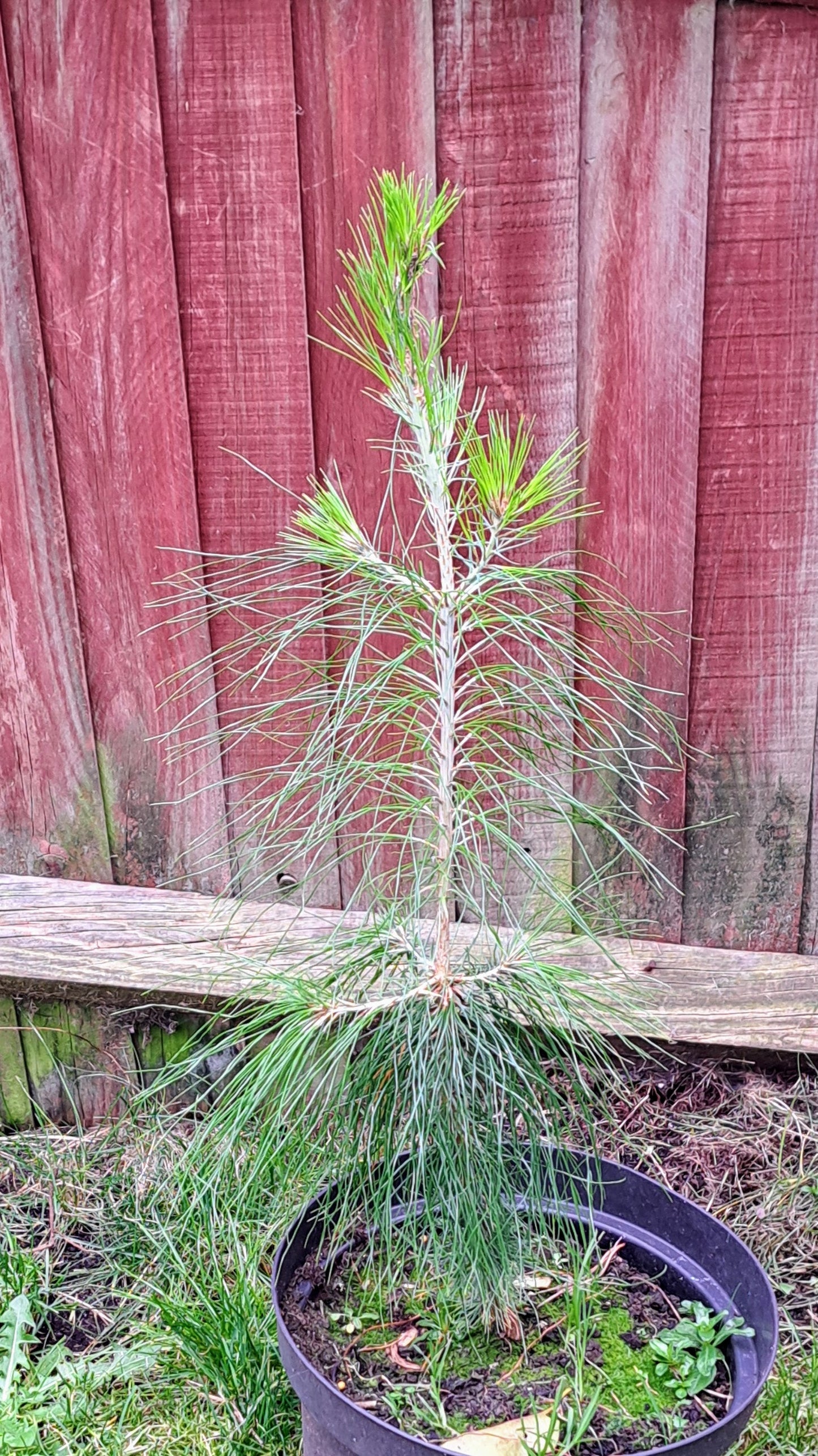 Mexican Weeping Pine (Pinus Patula) - Graceful Evergreen Tree Akplants