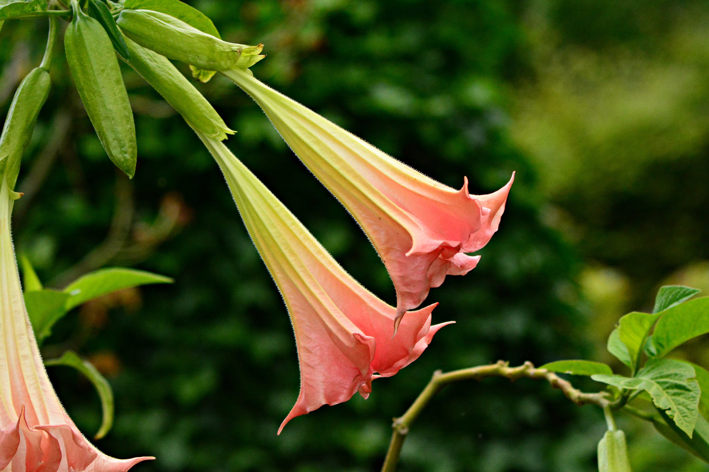 Brugmansia (Angel's Trumpet) - Exotic Fragrant Flowering Shrub
