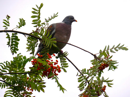 Mountain Ash
