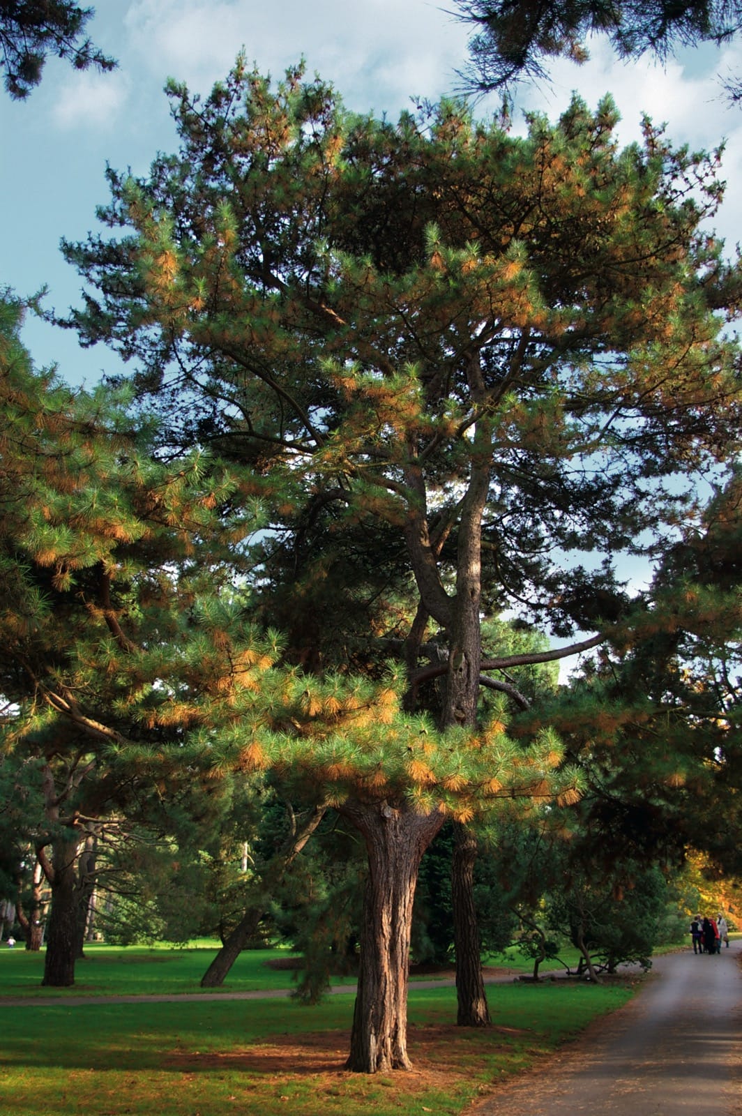 Pine Trio Bundle - 3 Hardy Conifer Seedlings | Save £12.50 | Akplants