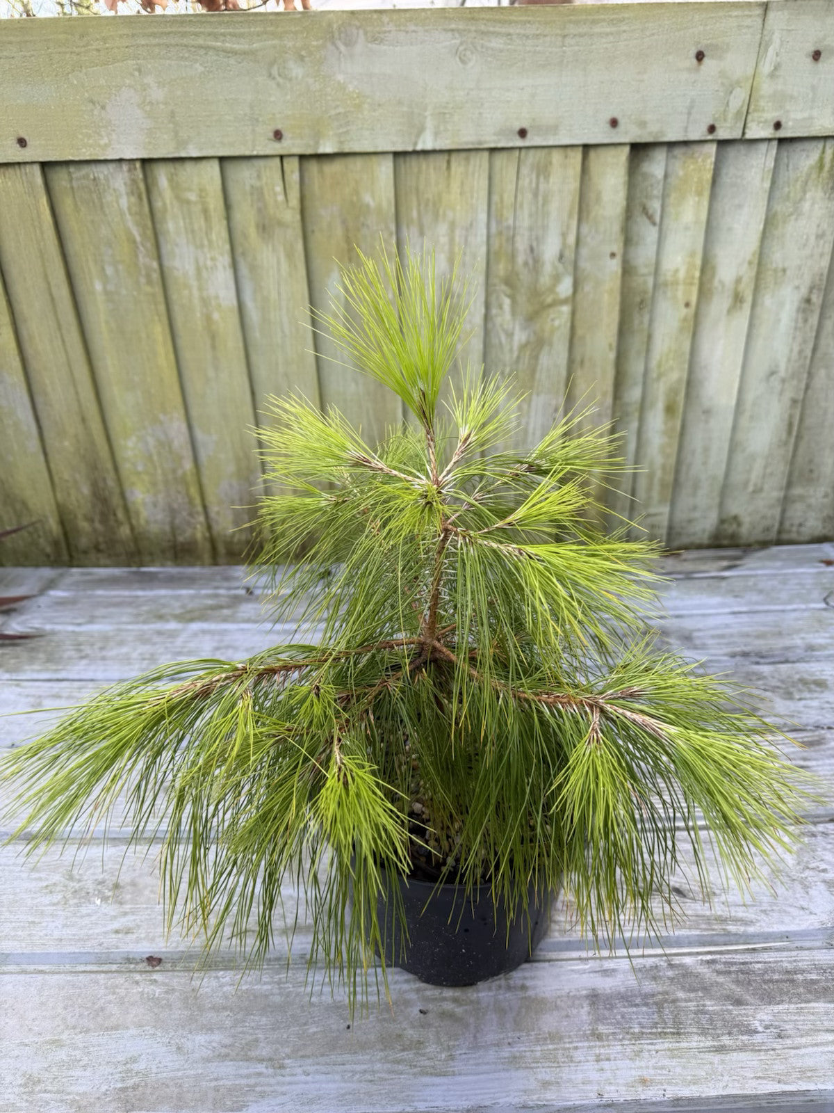 Pine Trio Bundle - 3 Hardy Conifer Seedlings | Save £12.50 | Akplants