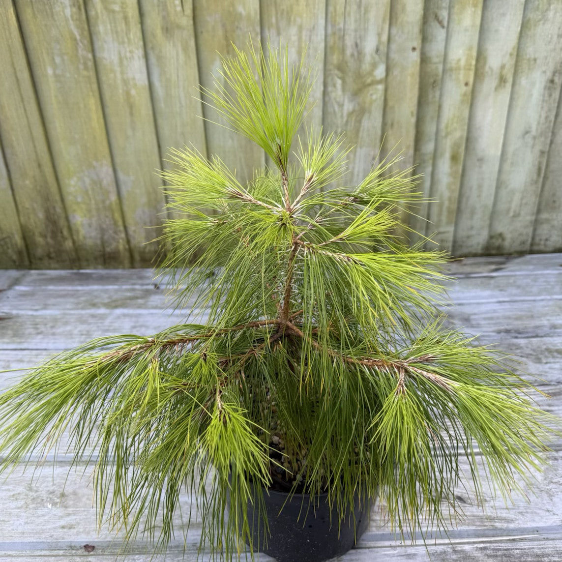Mexican Weeping Pine in Year 2