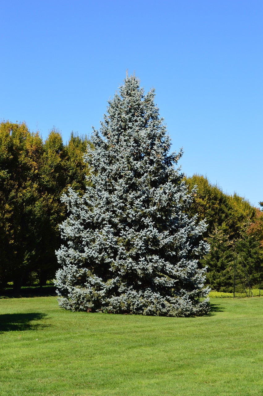 Blue Spruce Tree - Premium Evergreen Sapling | Akplants