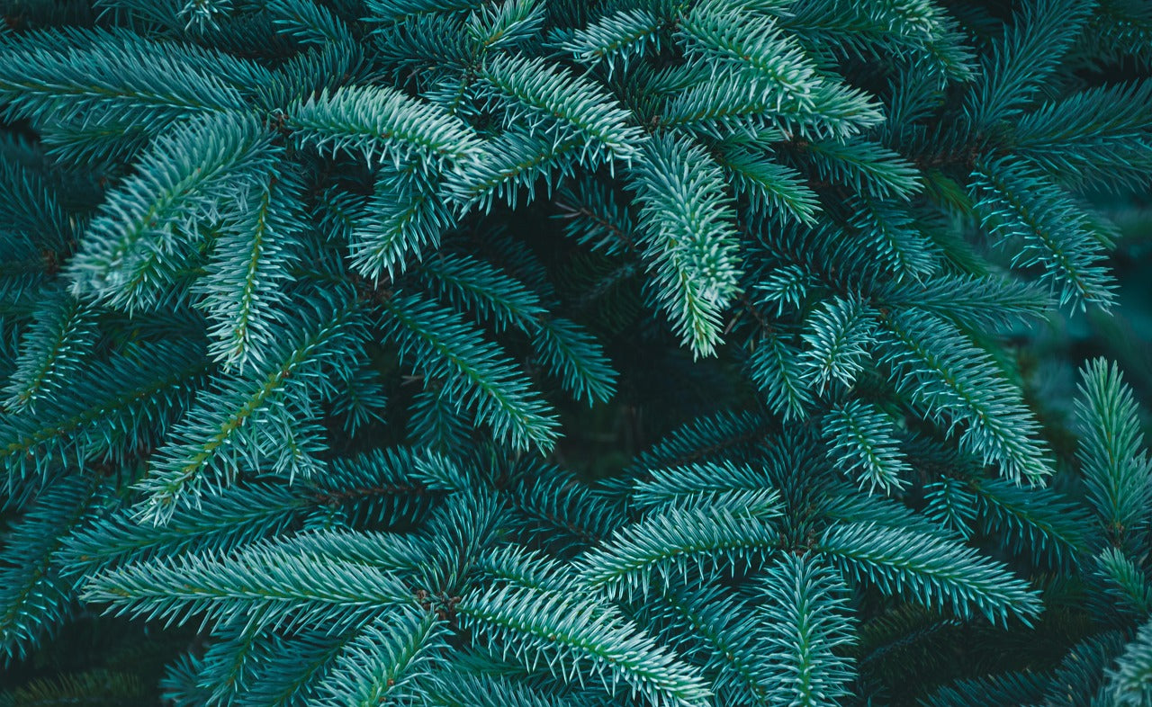 Blue Spruce Tree - Premium Evergreen Sapling | Akplants