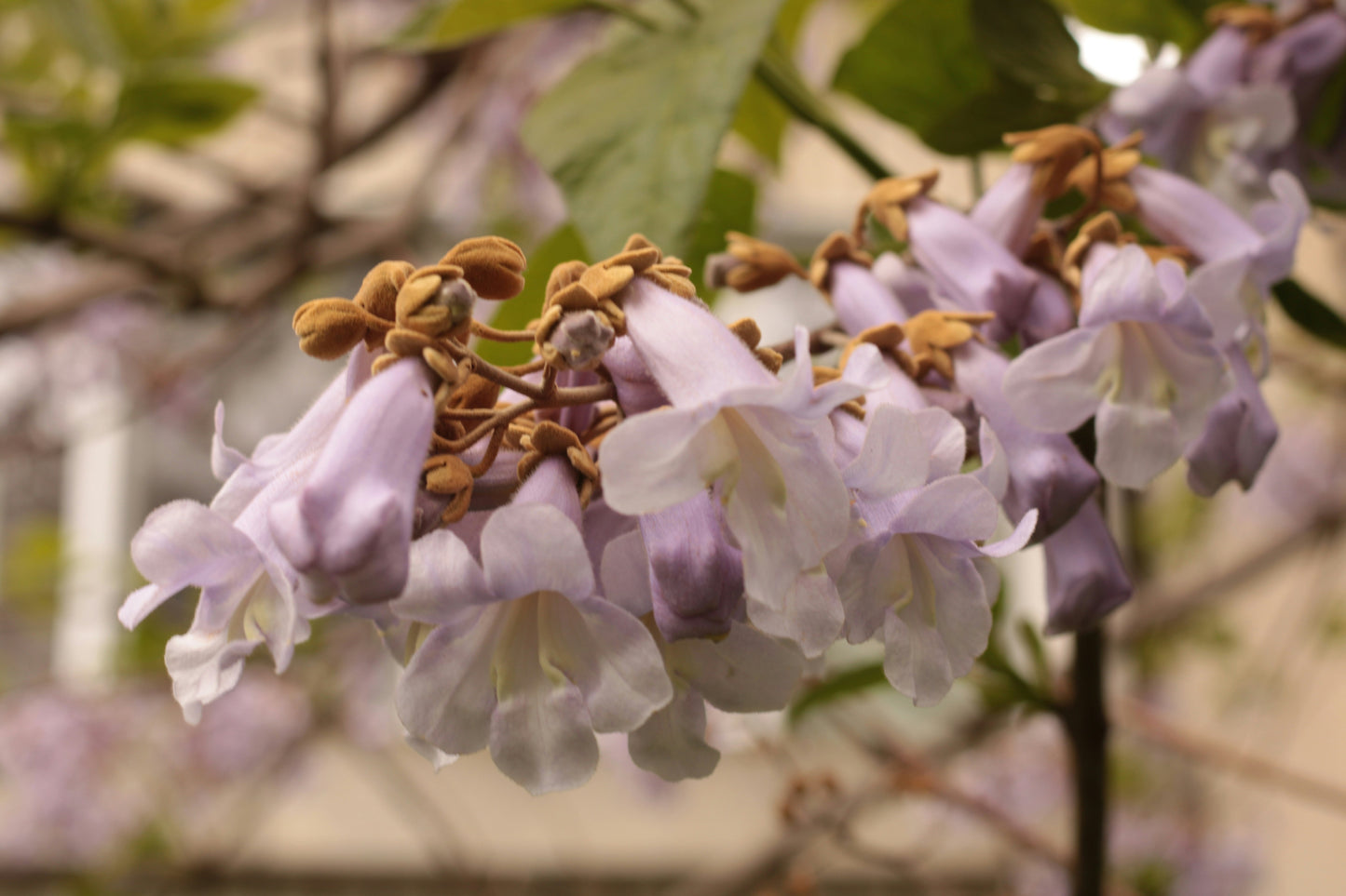 Foxglove Tree