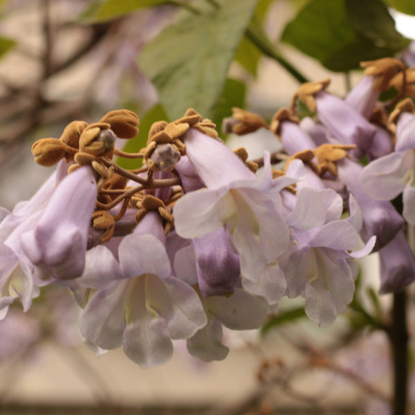 Foxglove Tree Paulownia tomentosa fast growing ornamental tree