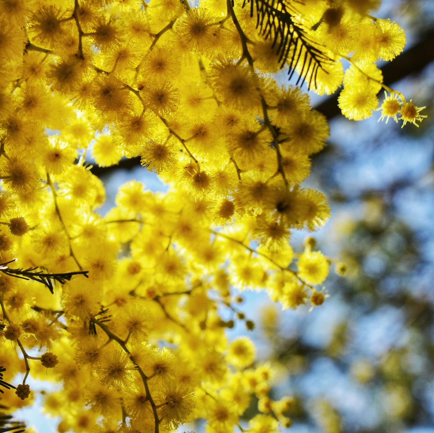 Acacia Arabica Tree - Fragrant Yellow Flowers | Hardy Evergreen Plant