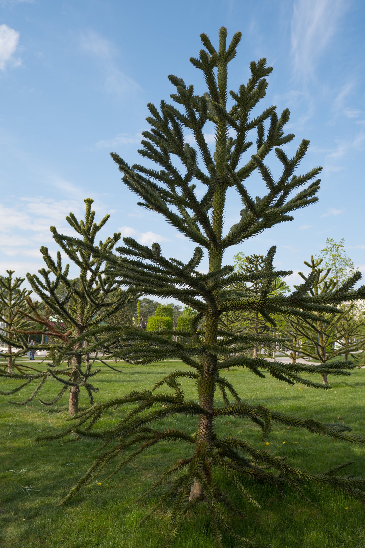 Monkey Puzzle Tree (Araucaria araucana) - Hardy Evergreen Conifer | Akplants