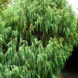 Conifer Collection Bundle - 3 Ornamental Conifers | Akplants